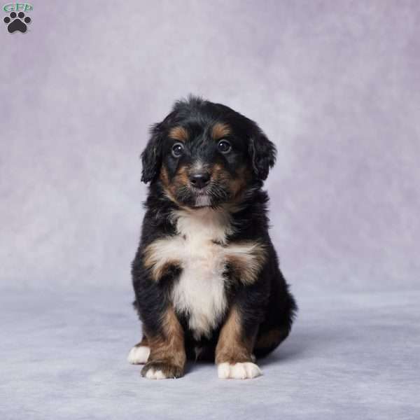 Abe, Mini Bernedoodle Puppy